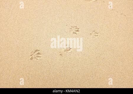 Hund Pfotenabdrücke im Sand an den St Ives Cornwall Großbritannien Stockfoto