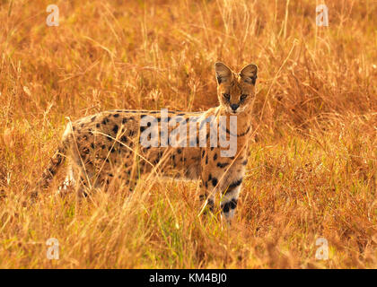 Servalkatze (Leptailurus serval), die durch Savannengras auf der Jagd nach Beute geht. Aufgenommen im Serengeti Nationalpark, Tanaznia Stockfoto