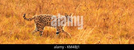 Servalkatze (Leptailurus serval), die durch Savannengras auf der Jagd nach Beute geht. Aufgenommen im Serengeti Nationalpark, Tanaznia Stockfoto