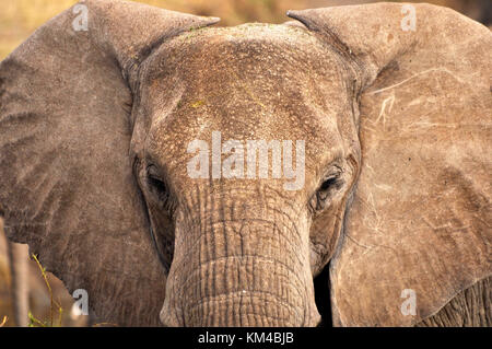 Bush Elephant (Loxodonta africana) Nahaufnahme detaillierter Kopfaufnahme. Aufgenommen in der Serengeti, Tansania Stockfoto