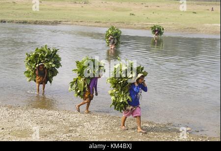 Diese Frauen füttern das Futter auf ihrem Rücken durch den Narayani River. Die schwere Last wird nur mit einem Kopfband gehalten. (26. November 2016) | Nutzung weltweit Stockfoto