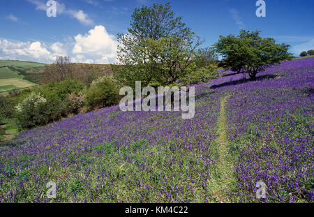 St Boniface Daunen bedeckt von Bluebells einst Standort der alten Wald, Ventnor, Isle of Wight, Hampshire, England Stockfoto