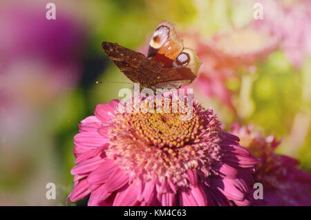 Eine atemberaubende Tagpfauenauge, Nymphalis io, auf chrysantheme Blume in der Morgensonne. Stockfoto
