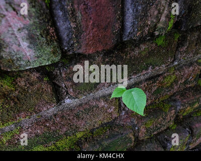 Kleine Blätter auf alten Backsteinmauer, an den Sommer Tag. Bis zu schließen. Stockfoto