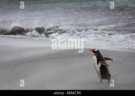 Gentoo Penguins auf Sea Lion Island Stockfoto