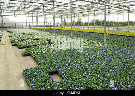 Anbau von Tausenden von Veilchen im weitläufigen Garten Gewächshaus - breiten grünen Teppich der eingemachte Blumen alles rund um den Stock unter transparenten Dach Stockfoto