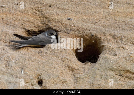 Sand Martin/Bank Schlucken (Riparia riparia), Graben sein Nest Loch, Teil einer Kolonie in einem Sandkasten, Wildlife, Europa sitzen. Stockfoto