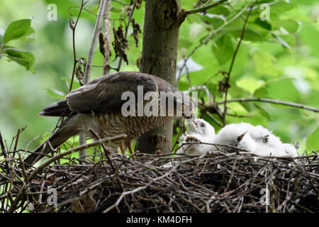 Sperber/Sperber (accipiter Nisus), Weibliche stehend auf einem Horst, Fütterung der Schlüpflinge, junge Küken, Wildlife, Europa. Stockfoto