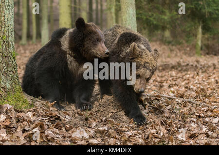 Braunbären / Braunbären ( Ursus arctos ), zwei Geschwister, jung, jugendlich, spielen zusammen in einem herbstlichen Laubwald, Europa. Stockfoto