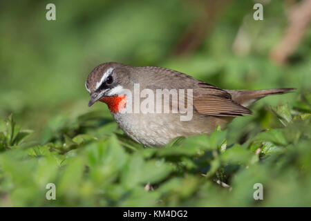 Sibirische rubythroat (Luscinia Calliope), männlicher Vogel sitzt auf dem Boden, auf der Suche nach Nahrung im Unterholz, hoogwoud, Niederlande. Stockfoto