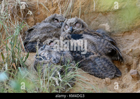 Eurasischen Uhus/europaeische Uhus (Bubo bubo), Nachwuchs, junge Küken, drei Geschwister, schlafen in einem Sandkasten, Wildlife, Europa. Stockfoto