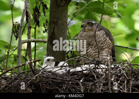 Sperber (accipiter Nisus), erwachsene Frau sitzt auf der Kante von seinem Nest gehockt, Fürsorge für seine Küken, aufmerksam beobachten, Wildlife, Europa. Stockfoto