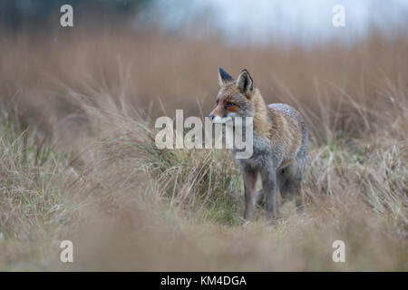 Red Fox/Rotfuchs (Vulpes vulpes) erwachsenen Tier, stand im hohen Gras, warten, sorgfältig beobachten, schlechtes Wetter, an einem regnerischen Tag, Wildlife, Europa. Stockfoto