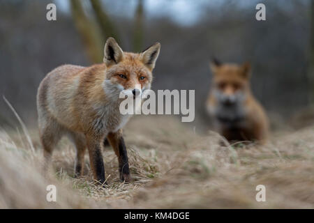 Rote Füchse/rotfüchse (Vulpes vulpes), zwei Erwachsene, stehen, zusammen, schauen, vorsichtig, in die Büsche am Rande eines Waldes, in Europa. Stockfoto