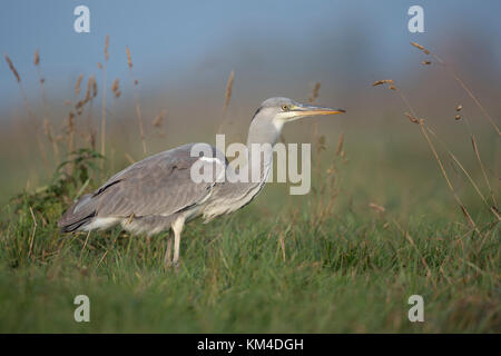 Graureiher/Graureiher (Ardea cinerea) zu Fuß über eine Wiese, voll, dicken Hals, Zuschneiden, Speiseröhre, nur ein Nagetier, erfolgreicher Jäger gegessen, die Tier- und Pflanzenwelt Stockfoto