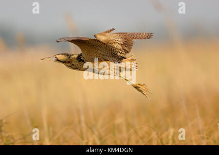 Eurasischen Rohrdommel/Rohrdommel (Botaurus stellaris), Erwachsene im Flug über Schilf, Europa. Stockfoto