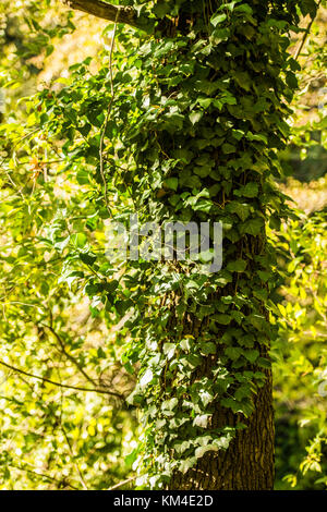 Ein üppiger Weinstock rund um den Stamm eines Baumes in einem Wald in der Nähe von Sanxenxo, Extremadura, Spanien. Stockfoto