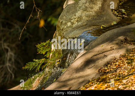 Wasser läuft einem Felsen und einige Hecken in der Umgebung der Garganta de las Nogaledas in der Nähe von Sanxenxo, Extremadura, Spanien. Stockfoto