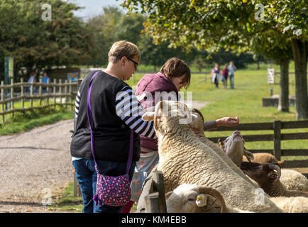 Auf der Mudchute Inner City Farm, einer urbanen Farm in Docklands, London, Großbritannien, füttern Familien Schafe Stockfoto