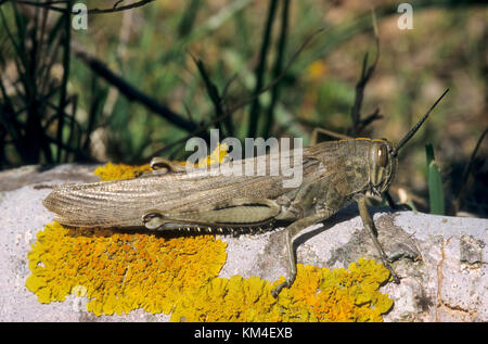 Ägyptische Wanderheuschrecke, Ägyptische Heuschrecke, Ägyptische Knarrschrecke, Anacridium aegyptium, ägyptische Heuschrecke, ägyptische Heuschrecke, Le Crique Stockfoto