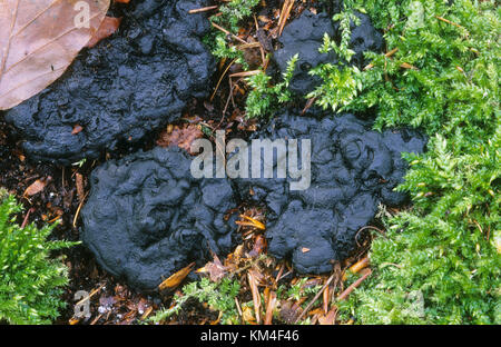 Marke - krustenpilz, brandkrustenpilz, brandfladen, kohlenbeere, brandiger krustenpilz, kretzschmaria deusta, hypoxylon deustum, ustulina deusta, brittl Stockfoto