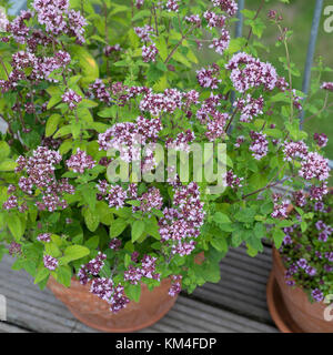 Oregano und Thymian im Topf, Blumentopf, Wilder Dost, Echter Dost, Gemeiner Dost, Oreganum, Origanum vulgare, Oregano, Wilder Marjorum, Blumentopf, gard Stockfoto