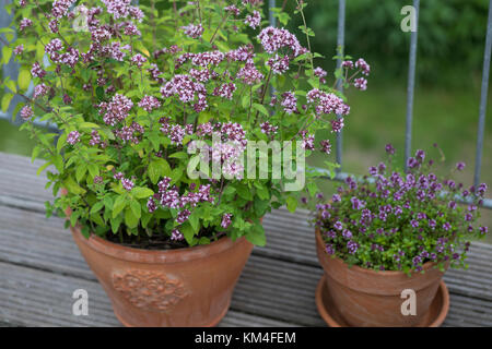 Oregano und Thymian im Topf, Blumentopf, Wilder Dost, Echter Dost, Gemeiner Dost, Oreganum, Origanum vulgare, Oregano, Wilder Marjorum, Blumentopf, gard Stockfoto