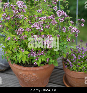 Oregano und Thymian im Topf, Blumentopf, Wilder Dost, Echter Dost, Gemeiner Dost, Oreganum, Origanum vulgare, Oregano, Wilder Marjorum, Blumentopf, gard Stockfoto