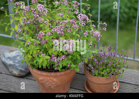 Oregano und Thymian im Topf, Blumentopf, Wilder Dost, Echter Dost, Gemeiner Dost, Oreganum, Origanum vulgare, Oregano, Wilder Marjorum, Blumentopf, gard Stockfoto