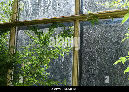 Nahaufnahme von grüne Pflanze klettern auf eine schmutzige Fenster in ein grünes Haus, Schloss Ashby Gärten Stockfoto