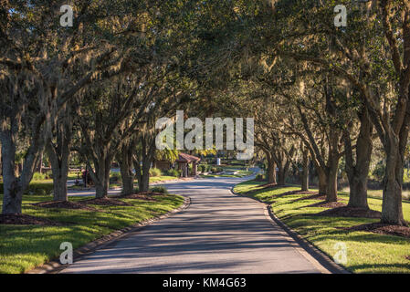 Baum fallenden Lane in der Nähe der Eingang zur Sawgrass Pointe bei Sawgrass Players Club in Ponte Vedra Beach, Florida. (USA) Stockfoto