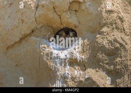 Junge Turmfalke (Falco tinnunculus) sitzt im Nest Stockfoto