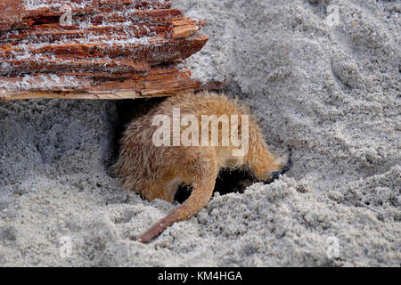 Erdmännchen. Stockfoto