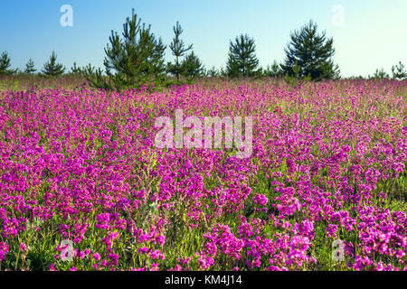 Frühling wilde Blumen auf einem Feld. Sommer ländliche Landschaft mit lila Blüten auf einer Wiese Feld Wildblumen blühen. Stockfoto