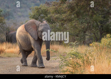 Warmen abend Seite Licht auf einen jungen afrikanischen Elefanten überqueren einer staubigen Straße in marakele Game Reserve, Südafrika Stockfoto