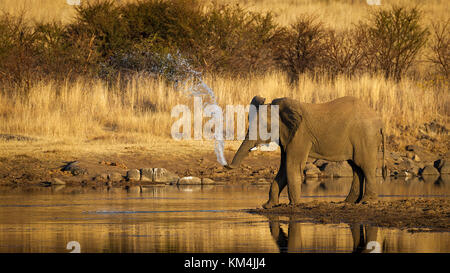 Ein afrikanischer Elefant spritzt Wasser aus seinem Rüssel an einem Wasserloch in Pilanesberg Reserve, Südafrika, in den schönen warmen Abend licht Stockfoto