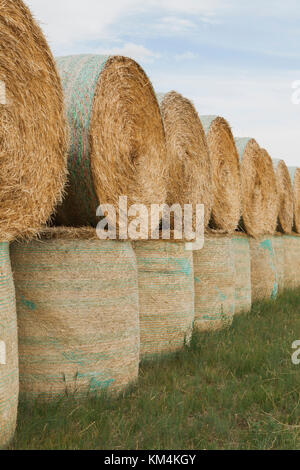 Verpackte runde gestapelten Strohballen in der Prärie in der Erntezeit in Montana. Stockfoto
