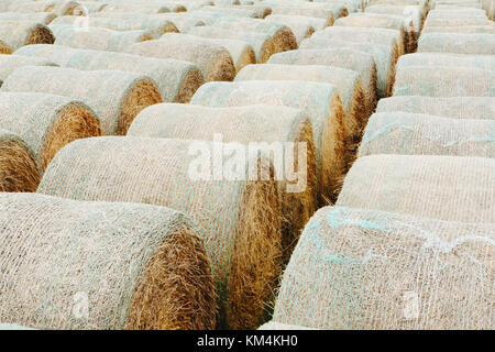Verpackte runde Heuballen in ordentlichen Reihen auf der Prairie in Montana. Stockfoto