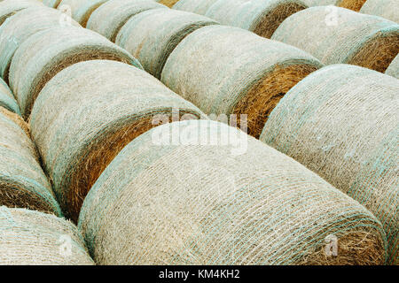 Verpackte runde Heuballen in ordentlichen Reihen auf der Prairie in Montana. Stockfoto