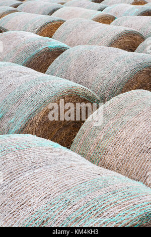 Verpackte runde Heuballen in ordentlichen Reihen auf der Prairie in Montana. Stockfoto