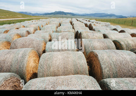 Verpackte runde Heuballen in ordentlichen Reihen auf der Prairie in Montana. Stockfoto