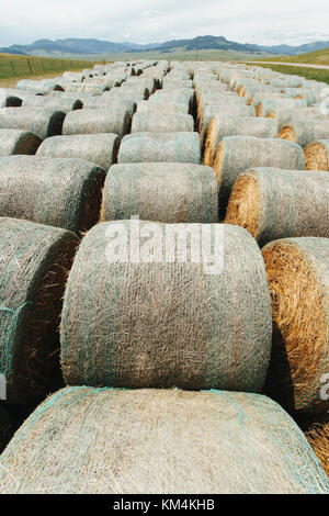 Verpackte runde Heuballen in ordentlichen Reihen auf der Prairie in Montana. Stockfoto