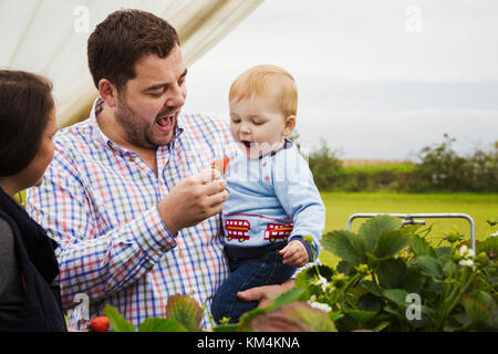 Das Ernten von Früchten in einem Poly Tunnel, "PYO". eine Familie und ein baby boy Kommissionierung und Verkostung Erdbeeren von Pflanzen auf erhöhte Plattformen gewachsen Stockfoto