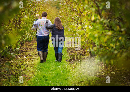 Ein Paar, eine Frau und Mann mit einem Kleinkind im Arm, gehen zwischen den Zeilen von Obstbäumen im Herbst. Stockfoto