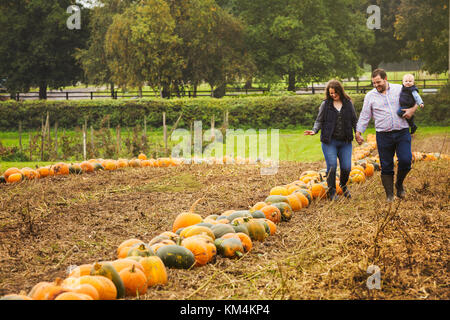 Eine Familie, zwei Erwachsene und ein Baby unter den Reihen der hellen Gelb, Grün und Orange Kürbisse geerntet und nach links in die Felder im Herbst zu trocknen Stockfoto