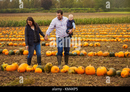 Eine Familie, zwei Erwachsene und ein Baby unter den Reihen der hellen Gelb, Grün und Orange Kürbisse geerntet und nach links in die Felder im Herbst zu trocknen Stockfoto