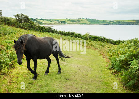 Ein wildes Pony mit langer Mähne und Schweif Pony auf einem Hügel an der Küste. Stockfoto