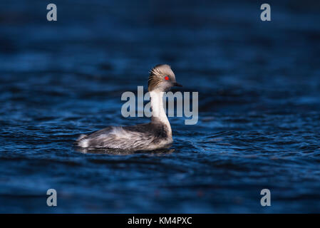 Silbrig Haubentaucher (Podiceps occipitalis) von der südlichen Chile Stockfoto