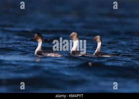 Silbrig Haubentaucher (Podiceps occipitalis) von der südlichen Chile Stockfoto