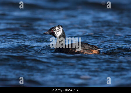 Ein Weiß-getuftete Grebe (Rollandia rolland) vom südlichen Chile Stockfoto